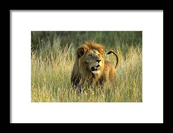 Lion Framed Print featuring the photograph King of the Savanna #4 by Michele Burgess