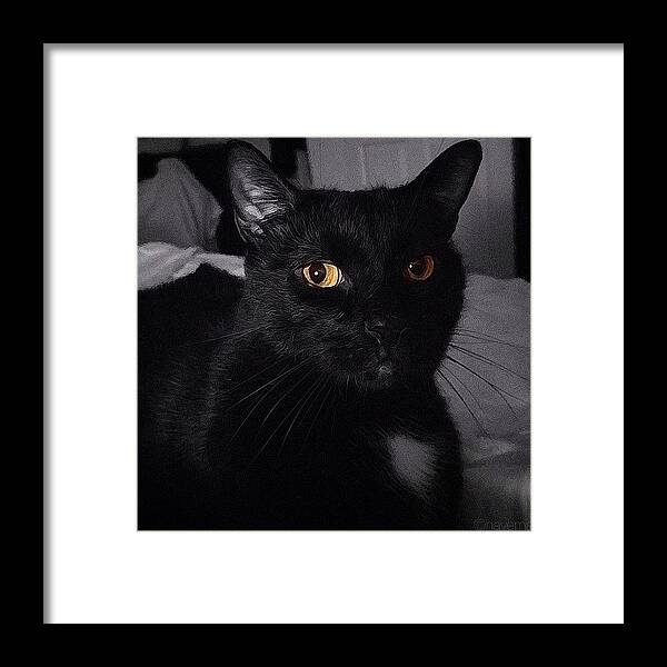 Insta_pick_colorsplash Framed Print featuring the photograph Le Chat Noir #5 by Natasha Marco
