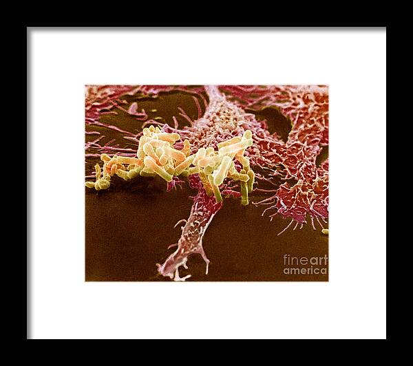 Macrophage Framed Print featuring the photograph Macrophage Ingesting Pseudomonas #5 by David M. Phillips