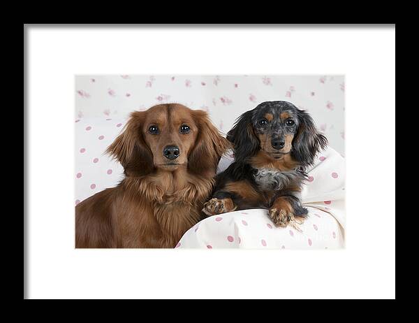 Dachshund Framed Print featuring the photograph Miniature Long-haired Dachshunds by John Daniels