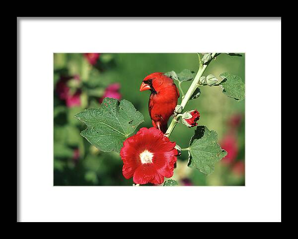 Alcea Rosea Framed Print featuring the photograph Northern Cardinal (cardinalis Cardinalis #5 by Richard and Susan Day