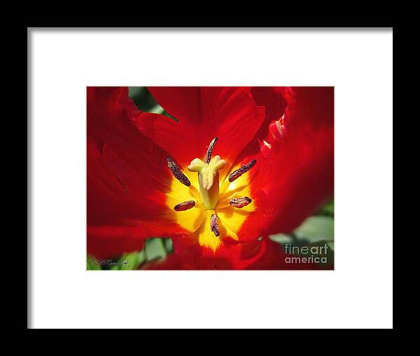 Parrot Tulip Framed Print featuring the painting Parrot Tulip named Rococo #5 by J McCombie