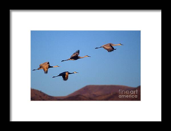 Birds Framed Print featuring the photograph Sandhill cranes #5 by Steven Ralser