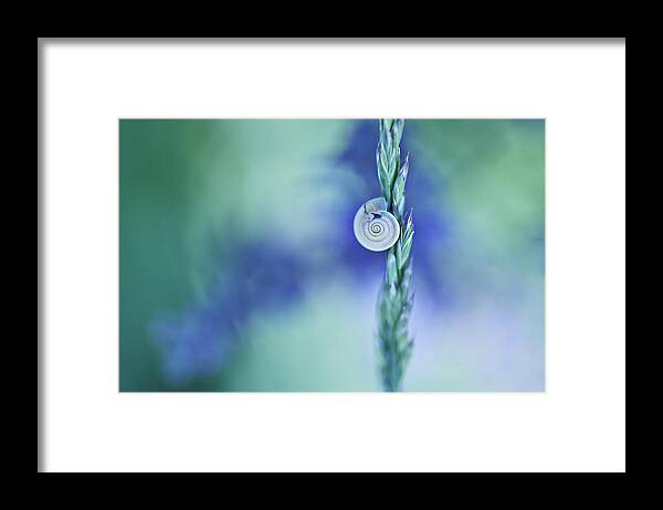 Snail Framed Print featuring the photograph Snail on Grass #5 by Nailia Schwarz