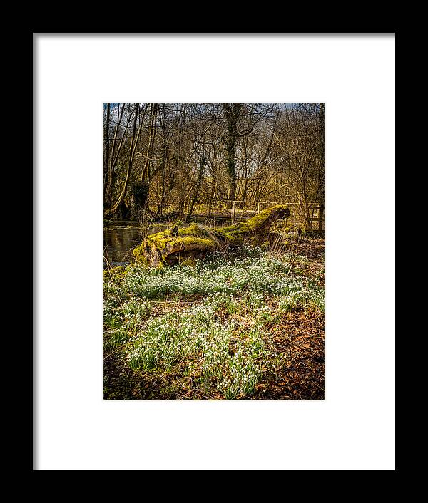 Berkshire Framed Print featuring the photograph Snowdrop Woods #5 by Mark Llewellyn