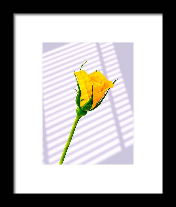 Blinds Framed Print featuring the photograph Yellow Rose #5 by Mark Llewellyn