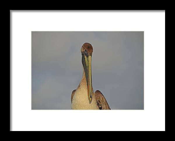  Framed Print featuring the photograph 50- Brown Pelican by Joseph Keane