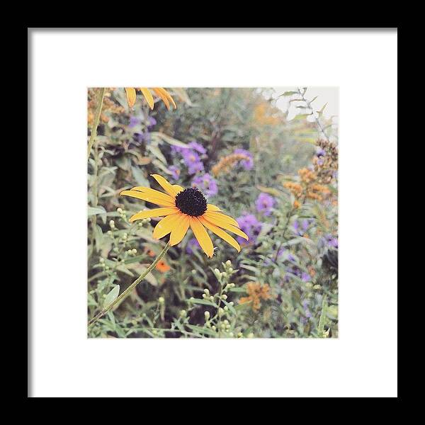 Black Eyed Susan Framed Print featuring the photograph Oh Susan by Natalie Hemmerich