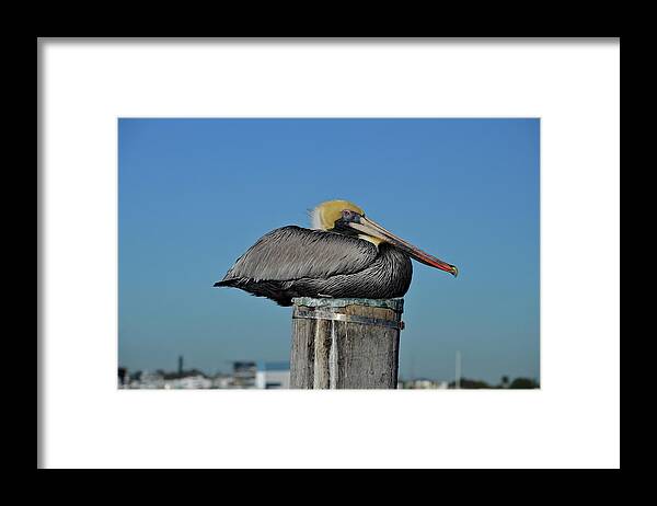 Brown Pelicans Framed Print featuring the photograph 51- Brown Pelican by Joseph Keane