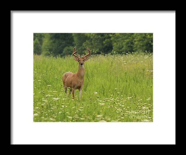Nature Framed Print featuring the photograph White-tailed Deer #53 by Jack R Brock