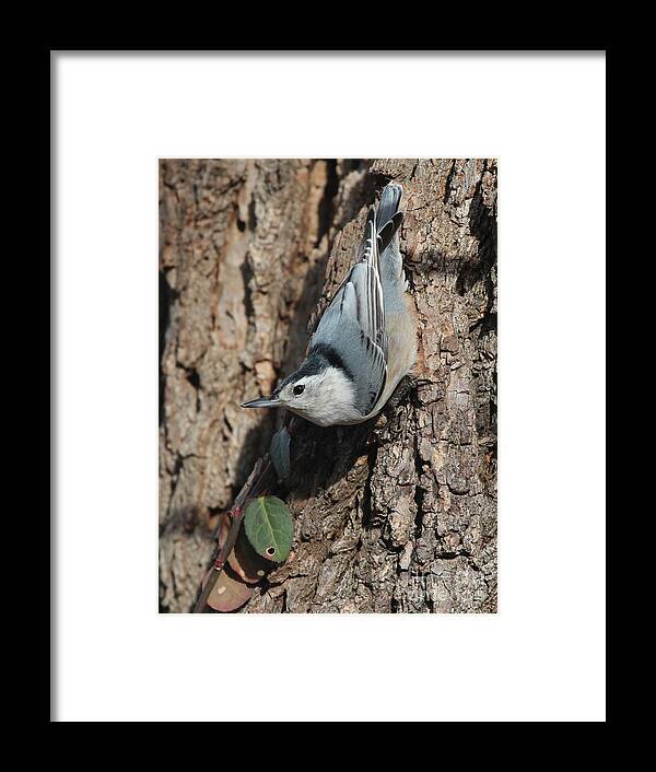 Nature Framed Print featuring the photograph White-breasted Nuthatch #57 by Jack R Brock