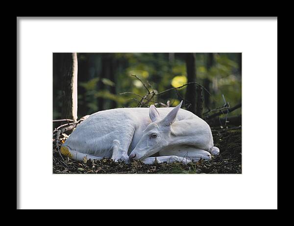 Albinic Framed Print featuring the photograph Albino White-tailed Deer #6 by Thomas And Pat Leeson