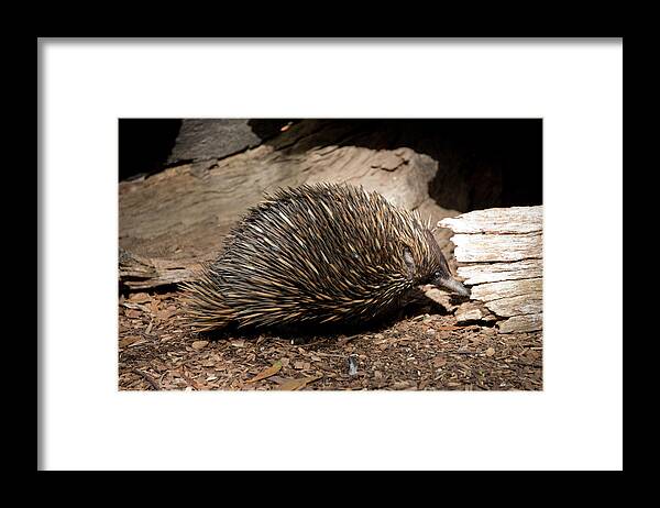 Adelaide Framed Print featuring the photograph Australia, Adelaide #6 by Cindy Miller Hopkins