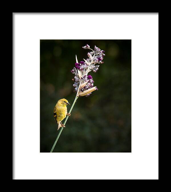 Bird Framed Print featuring the photograph Balancing Act #7 by Jean Noren