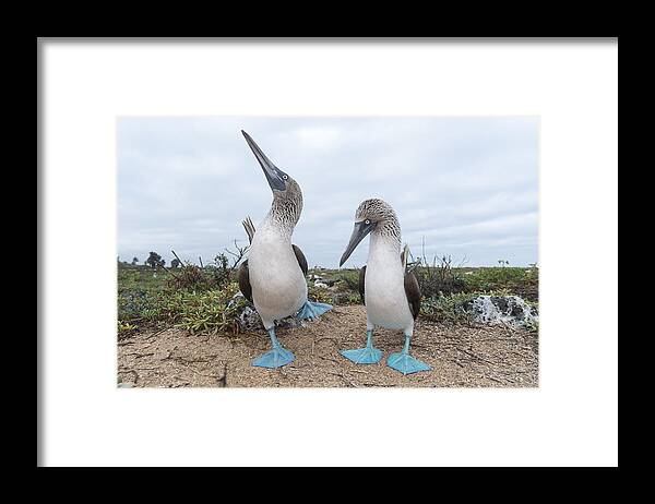 531676 Framed Print featuring the photograph Blue-footed Booby Courtship Dance by Tui De Roy