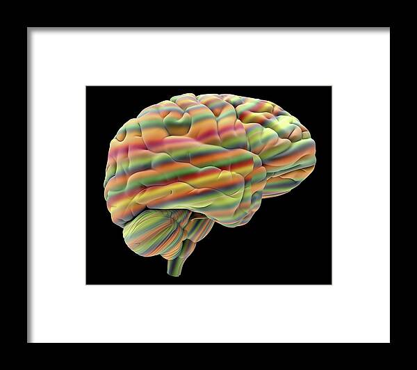 Abstract Framed Print featuring the photograph Brain #6 by Alfred Pasieka