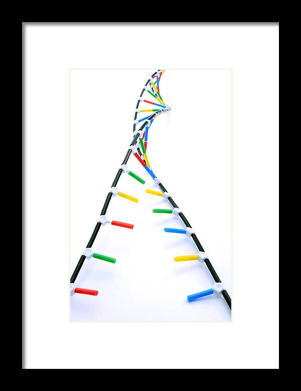 Science Framed Print featuring the photograph Double Helix Dna Model #6 by Science Source