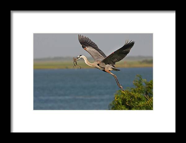 Ardea Herodias Framed Print featuring the photograph Great Blue Heron (ardea Herodias #6 by Larry Ditto