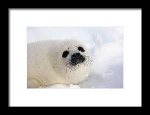Harp Seal Framed Print featuring the photograph Harp Seal Baby #6 by M. Watson