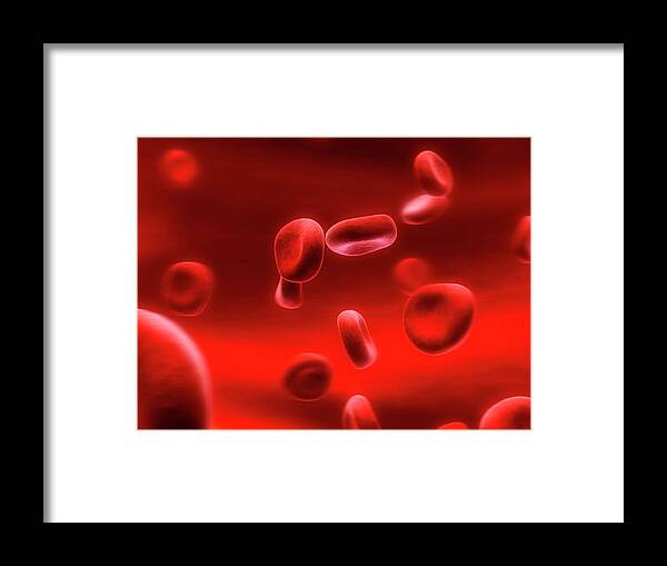 Artwork Framed Print featuring the photograph Human Red Blood Cells #6 by Sebastian Kaulitzki