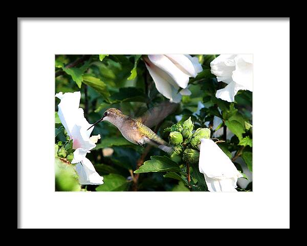Hummingbirds Framed Print featuring the photograph Hummingbird #6 by John Freidenberg