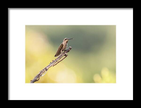 Hummingbirds Framed Print featuring the photograph Hummingbirds #6 by Victor Culpepper