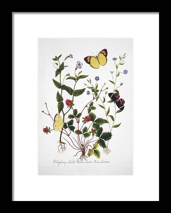 Strawberry Framed Print featuring the photograph Indian Butterflies And Flowers by Natural History Museum, London/science Photo Library