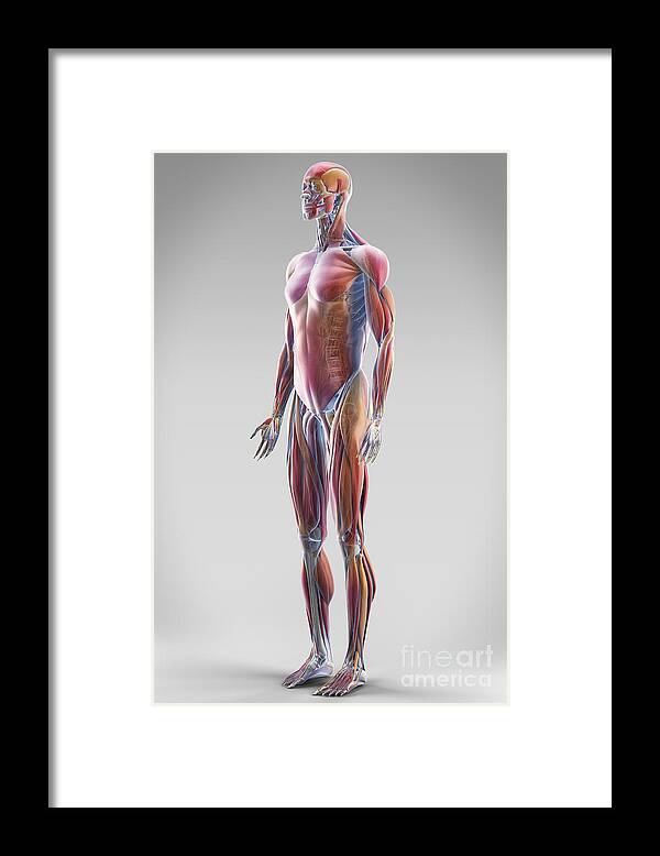 Digitally Generated Image Framed Print featuring the photograph Muscle System #6 by Science Picture Co
