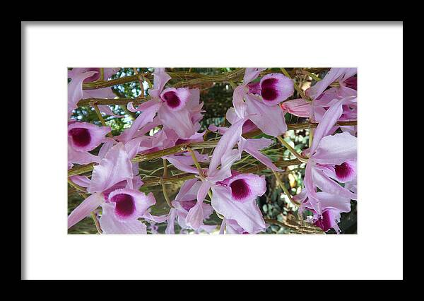 Orchid Framed Print featuring the photograph Orchids--Dendrobium #6 by Xueyin Chen