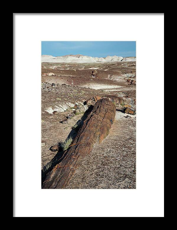American Framed Print featuring the photograph Petrified Forest #6 by Jim West/science Photo Library