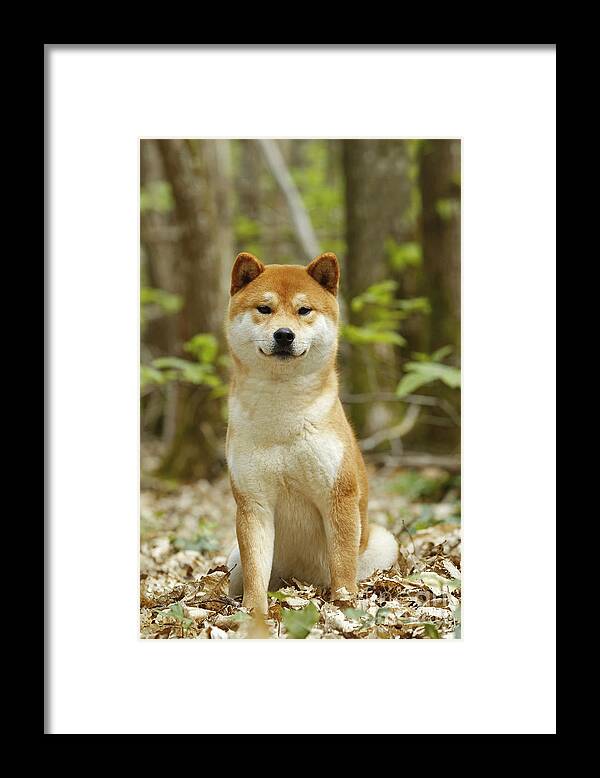 Shiba Inu Framed Print featuring the photograph Shiba Inu Dog #6 by Jean-Michel Labat