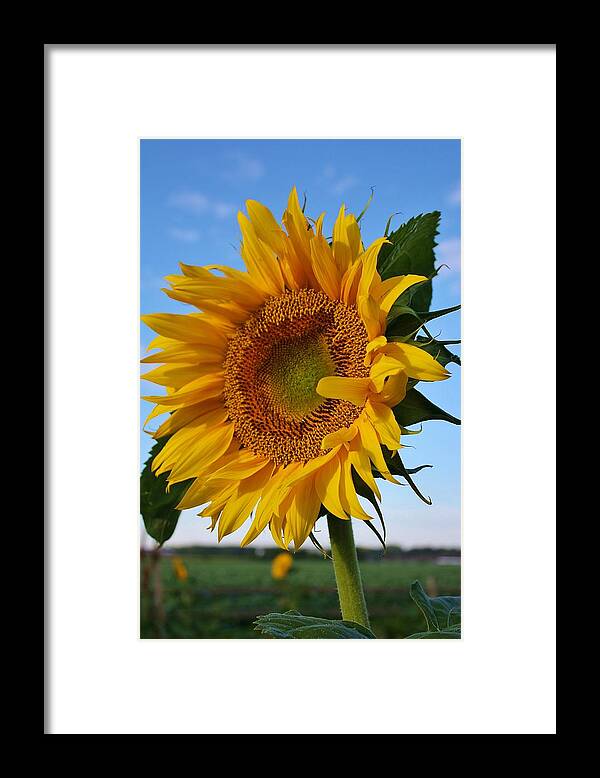 Flora Framed Print featuring the photograph Standing Tall #7 by Bruce Bley