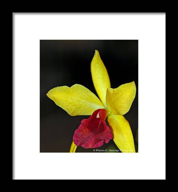 Cattleya Framed Print featuring the photograph The Corsage Orchid - Cattleya #6 by Winston D Munnings