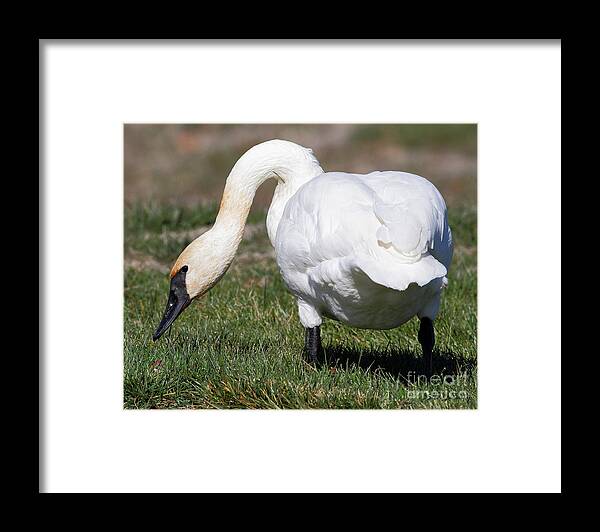 Swan Framed Print featuring the photograph Trumpeter Swan #6 by Steve Javorsky