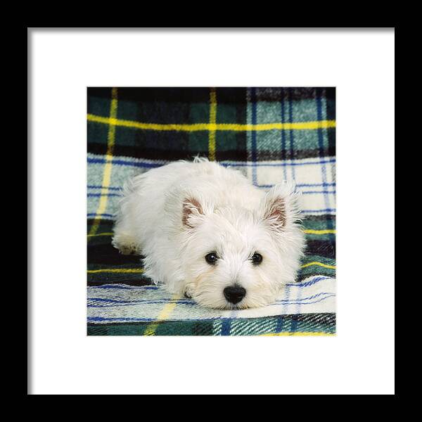 West Highland White Terrier Framed Print featuring the photograph West Highland White Terrier Puppy #6 by John Daniels