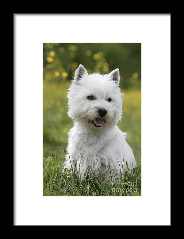 Dog Framed Print featuring the photograph West Highland White Terrier #6 by Rolf Kopfle