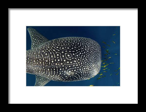Bay Framed Print featuring the photograph Whale Shark And Golden Trevally #6 by Pete Oxford