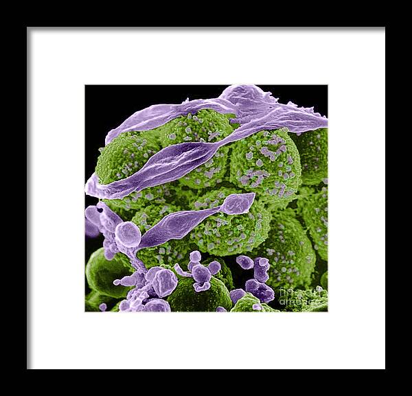 Microbiology Framed Print featuring the photograph Methicillin-resistant Staphylococcus #61 by Science Source