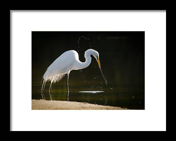 Great Egret Framed Print featuring the photograph Untitled #65 by Bill Martin