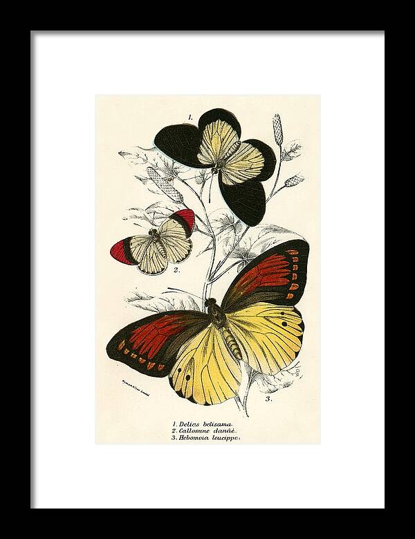 Insect Framed Print featuring the painting Butterflies by English School