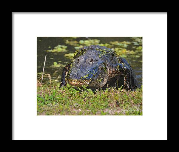 Alligators Framed Print featuring the photograph 7- Alligator by Joseph Keane