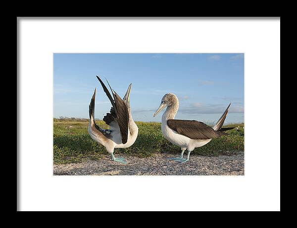 531712 Framed Print featuring the photograph Blue-footed Booby Pair Courting #7 by Tui De Roy