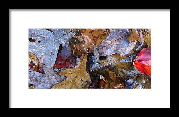 Color Fall Leaf Autumn Connecticut Rain New England Framed Print featuring the photograph Colors Of The Fall #7 by Wolfgang Schweizer