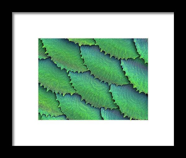 25234g Framed Print featuring the photograph Convict Cichlid Fish Scales by Dennis Kunkel Microscopy/science Photo Library
