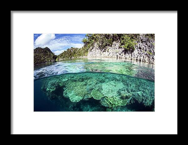 Animal Framed Print featuring the photograph Coral Reef #7 by Ethan Daniels
