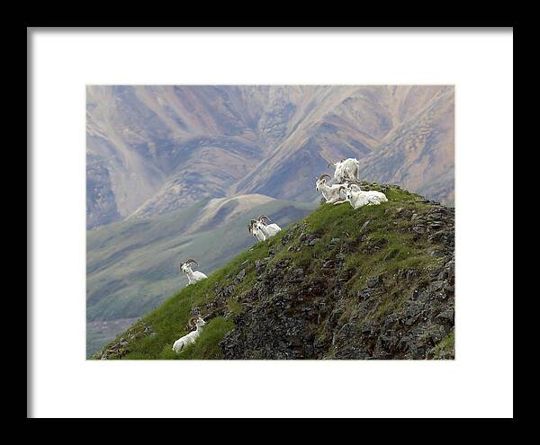 Dahl Framed Print featuring the photograph Alaskan Dall Dahl-sheep Image Art by Jo Ann Tomaselli