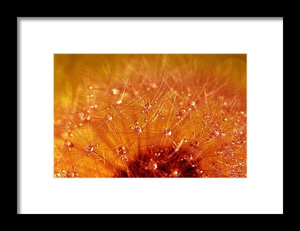 Drops Framed Print featuring the photograph Diamonds #7 by Heike Hultsch