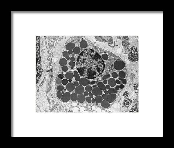 Bw Framed Print featuring the photograph Mast cell TEM by David M Phillips