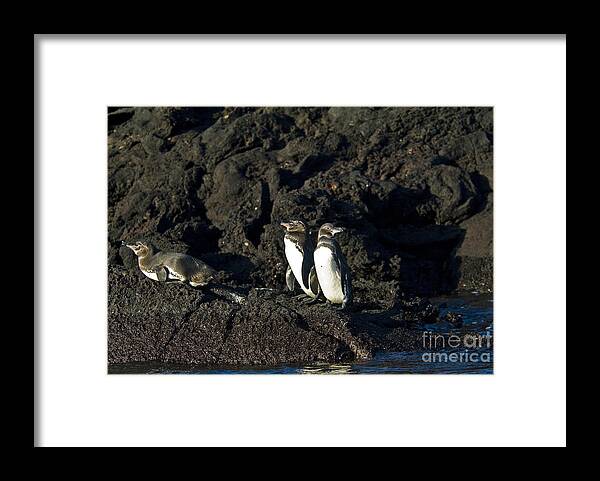 Galapagos Penguin Framed Print featuring the photograph Galapagos Penguins #7 by William H. Mullins