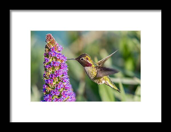Hummingbird Framed Print featuring the photograph Hummingbird in flight #7 by Pierre Leclerc Photography